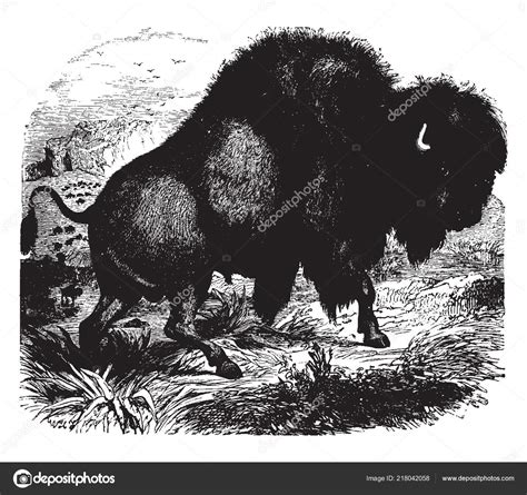 American Bison North American Species Bison Vintage Line Drawing ...