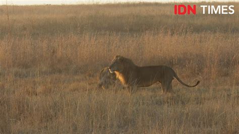 20 Potret Seru Berburu Singa Di Taman Nasional Nairobi Kenya