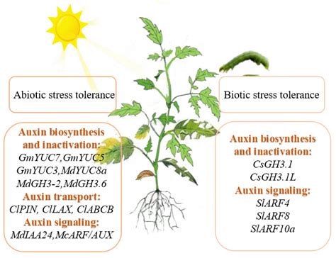 Cells Free Full Text Roles Of Auxin In The Growth Development And Stress Tolerance Of