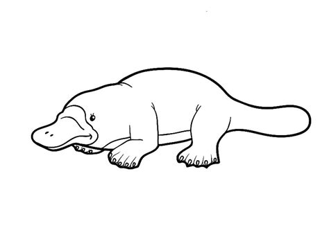 Platypus Coloring Pages