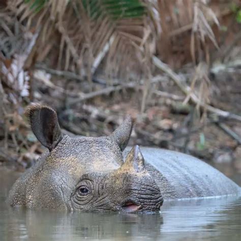 Where Do Rhinos Live Rhinoceros Habitat Explained