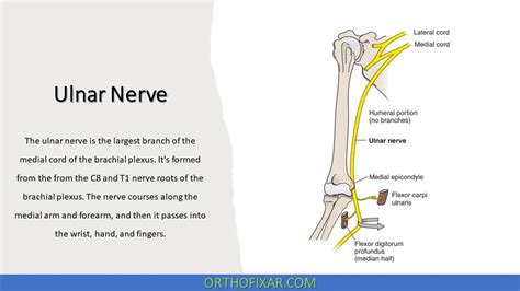 Testing Ulnar Nerve Motor Function