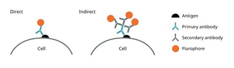 Abcam antibody basics training | Abcam