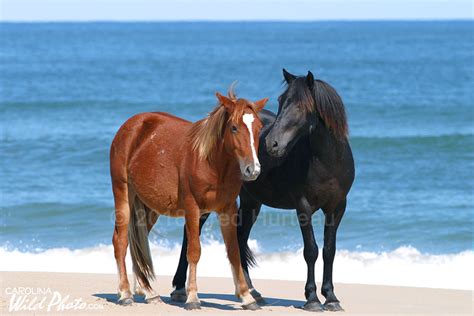 Outer Banks Wild Horses Ocracoke