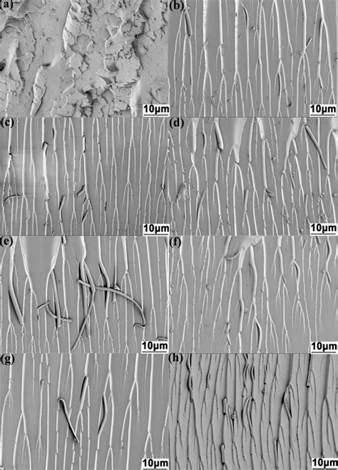 Scanning Electron Microscopy Sem Micrographs Of The Impact Fracture