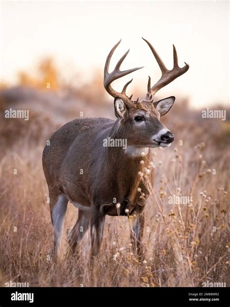 Mature White Tailed Deer Odocoileus Virginianus Buck Standing In