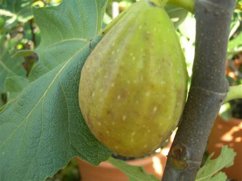 Fico Dalmatie Ficus Carica