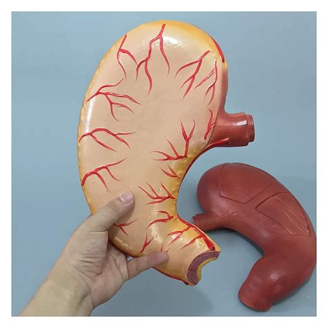 Buy JHGF Body Model Human Stomach Model 2X D Anatomy Model For Stomach