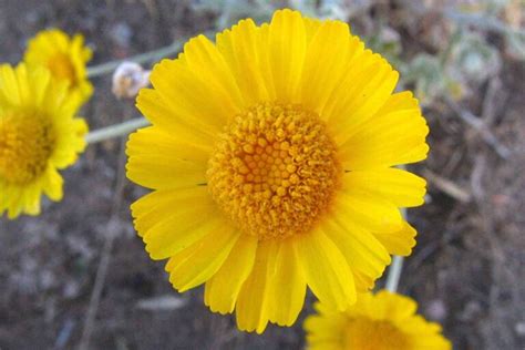 How To Grow And Care For Desert Marigolds Gardeners Path