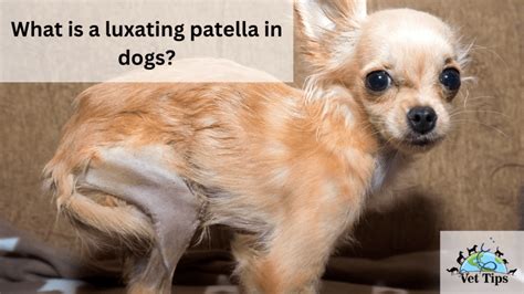 What Is A Luxating Patella In Dogs Vet Tips