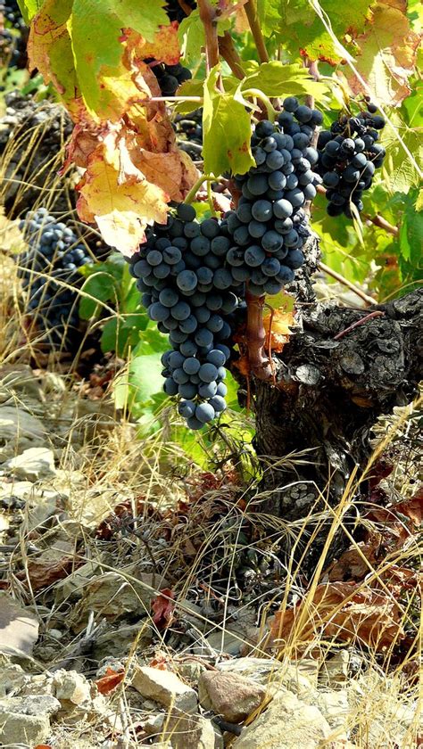 Vin De Schistes Les Vendanges Battent Leur Plein Photo Pr Flickr