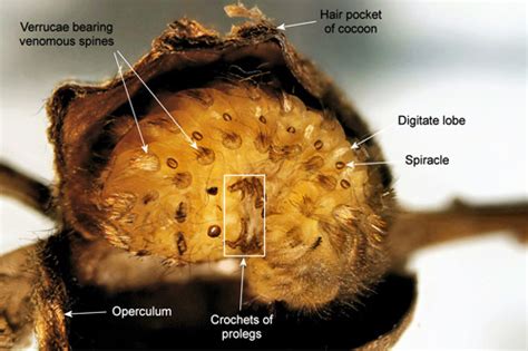 Puss Caterpillar Larva Southern Flannel Moth Adult Megalopyge