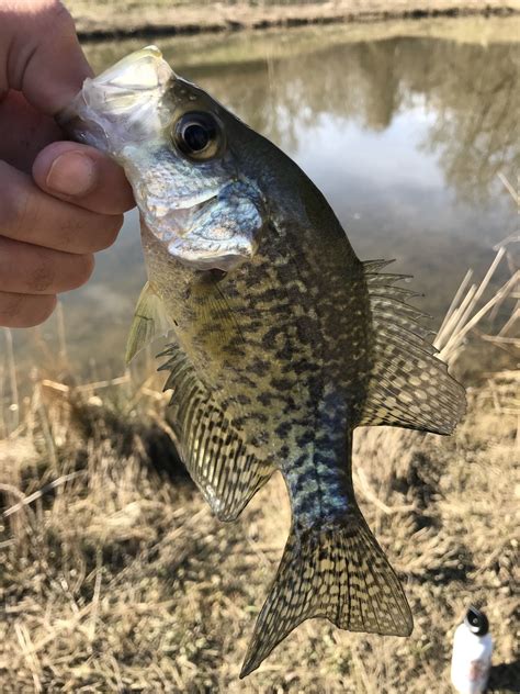 Maryland Biodiversity View Thumbnails Black Crappie Pomoxis