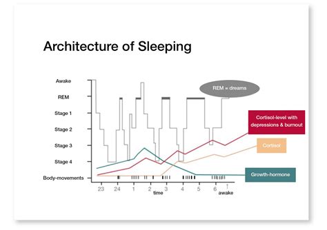 The Course Of Sleeping Under The Aspect Of The Single Sleeping Phases