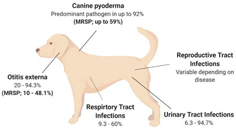 What To Give A Dog For Urinary Tract Infection