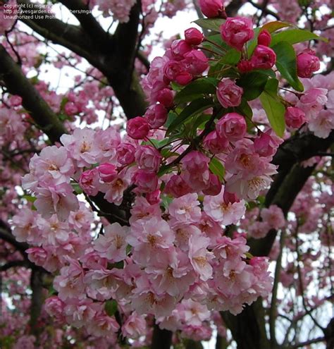 Plantfiles Pictures Adirondak Crabapple Malus Halliana By Mgarr