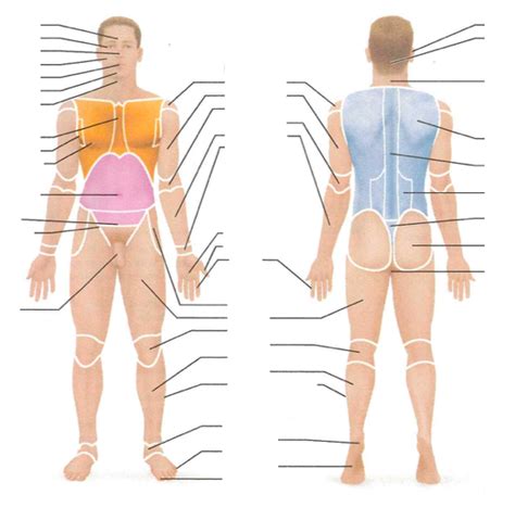 Surface Anatomy Diagram Quizlet