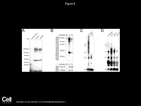 Risc Assembly Defects In The Drosophila Rnai Mutant Armitage Ppt Download