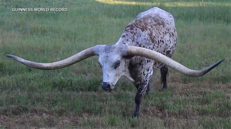 Texas longhorn sets record for 11-foot horns | GMA