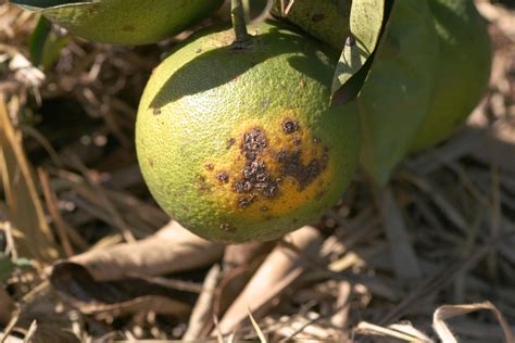 First Citrus Canker Detection In Alabama Citrus Industry Magazine