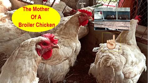 The Mother Of Broiler Chicken Modern Poultry Breeder Farm In