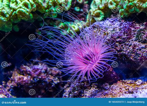 Flower Tube Sea Anemone In Closeup Purple And Pink Neon Colors