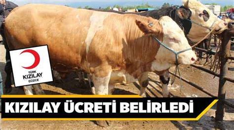 VEKALETLE KURBAN KESİM BEDELİ BELLİ OLDU Düzcenin Sesi