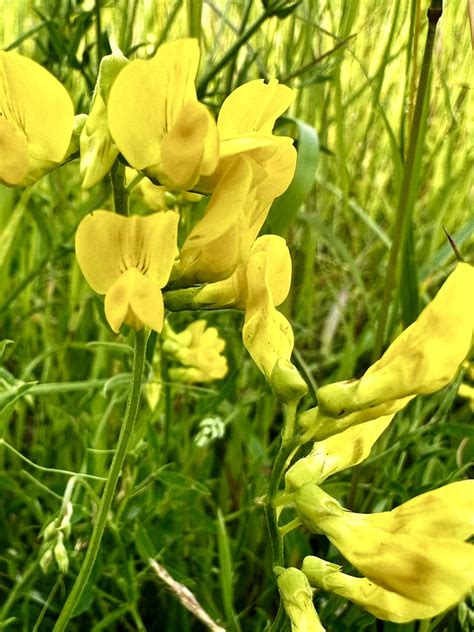 Wiesen Platterbse Lathyrus Pratensis Wiesen Platterbse Flickr