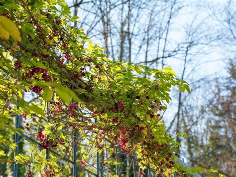 Beliebte Kletterpflanzen F R Den Ziergarten