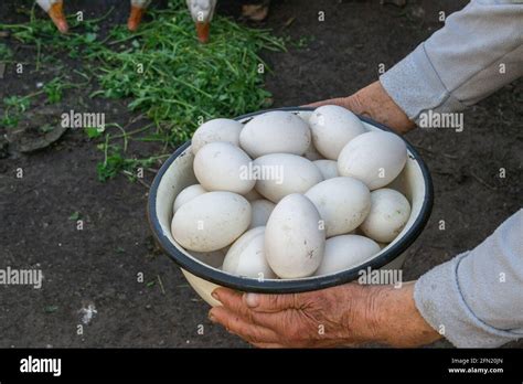 Geese And Chicken On The Farm Eggs In A Bowl Selective Focus Stock