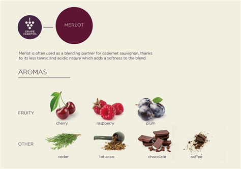 Grape variety poster - Merlot • Intovino