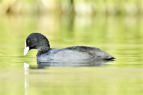 Fulica Images – Browse 25,217 Stock Photos, Vectors, and Video | Adobe ...