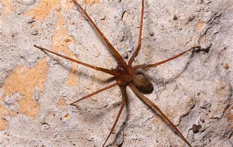 How To Tell If The Spiders Around Your Dallas Home Are Dangerous