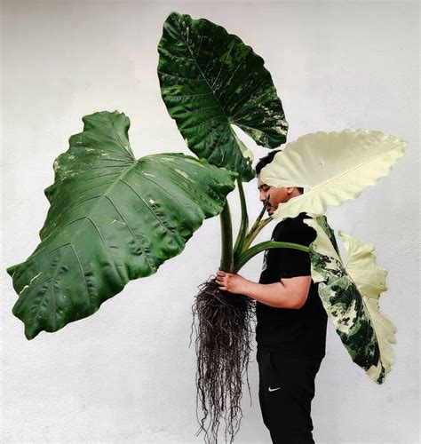 Variegated Alocasia Macrorrhiza Variegata The Elephant Ear Plant Eve