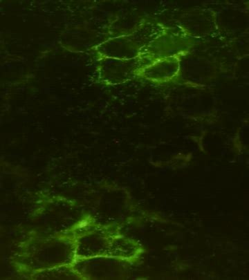 Noggin Antibody Purified Mouse Monoclonal Antibody Mab WB ICC