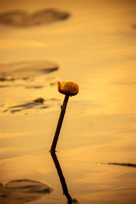 Water Lily At Sunset Stock Photo Image Of Summer Lake 220419078