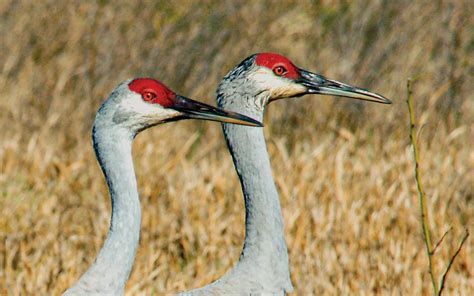 Where To Watch Thousands Of Sandhill Cranes Storm The Texas Skies