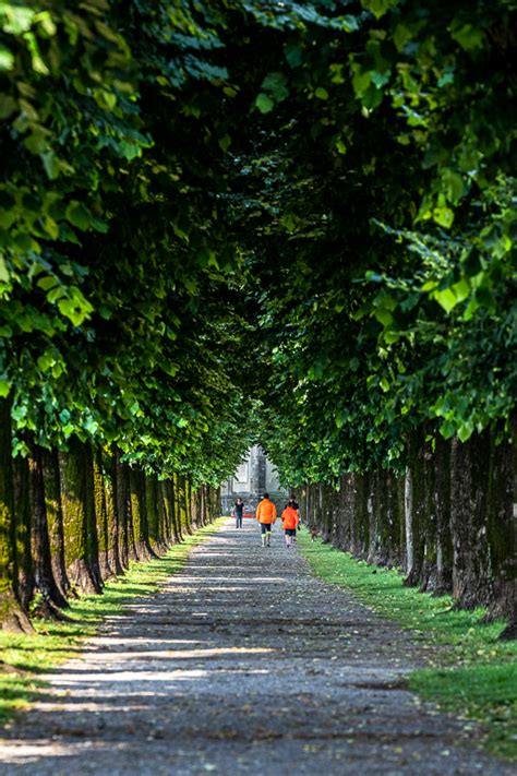 Viale Alberato Di Prada Promo Isola