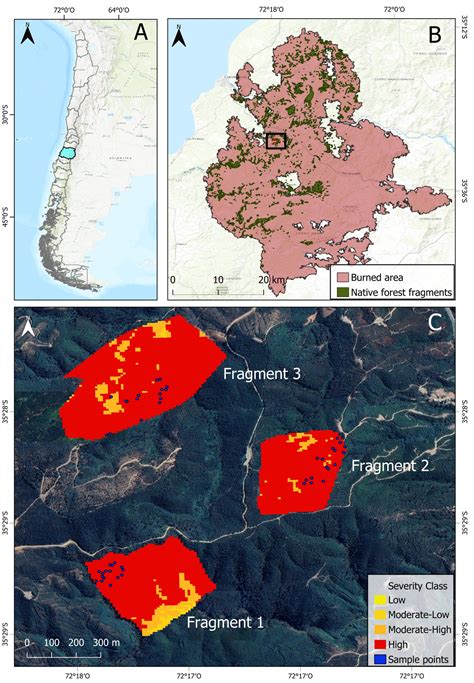 Policy brief CR2 Qué está ocurriendo con los bosques nativos del