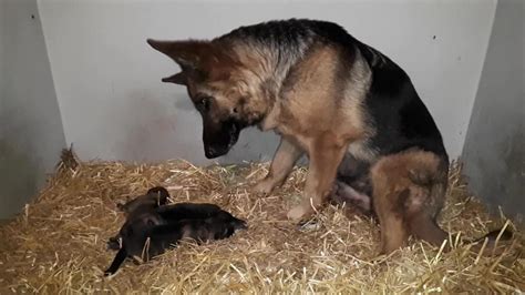 German Shepherd mom fascinated by her puppies