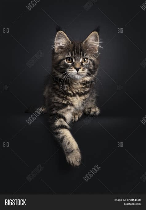 Black Tabby Maine Coon