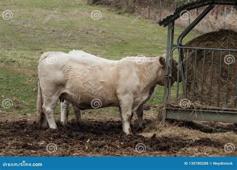 Vacas Blancas Que Comen La Paja En Un Prado Foto De Archivo Imagen De