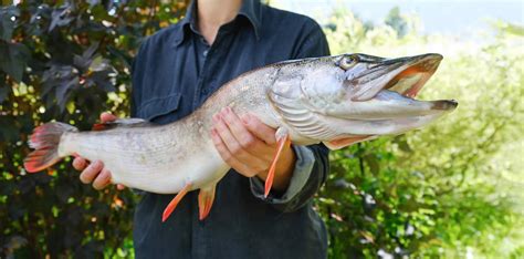 Ouverture De La Pêche Du Brochet Ce Samedi 29 Avril 2023 Zurbains