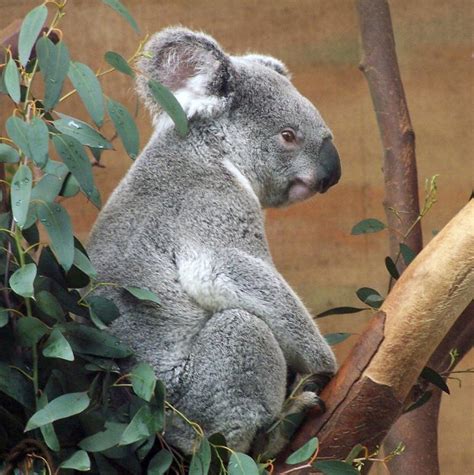 Коалы (лат. Phascolarctos cinereus) – Интересные животные