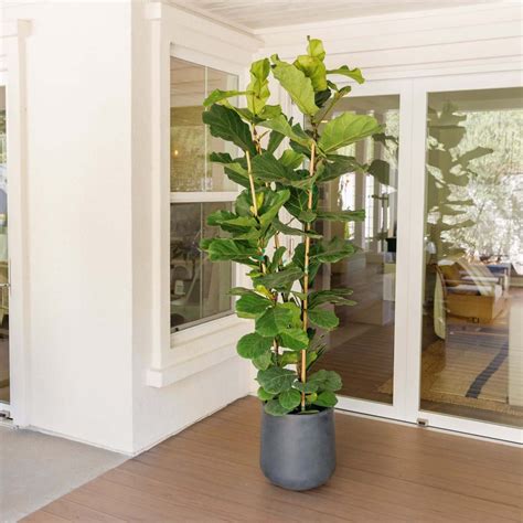 Fiddle Leaf Fig | Plants Express