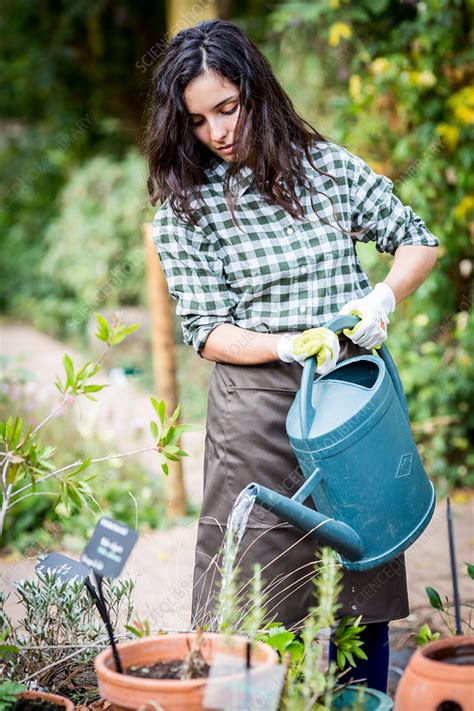 Woman gardening - Stock Image - C035/4090 - Science Photo Library