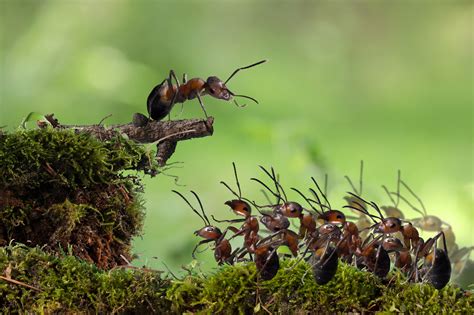 The brain-blood barrier’s role in governing ant behavior | Penn Today