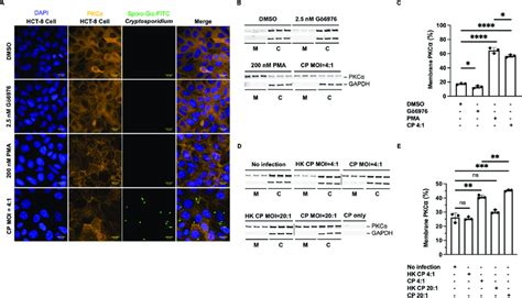 C Parvum Activates Host Pkca During Invasion A Intestinal