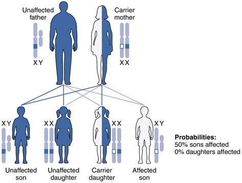 Unit 11 Human Genetics Douglas College Human Anatomy And Physiology Ii