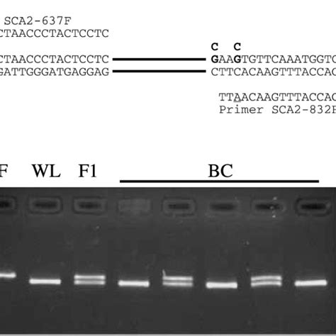 Pcr Rflp Genotyping Of The Sca2 Snp At Nucleotide 811 Position Is